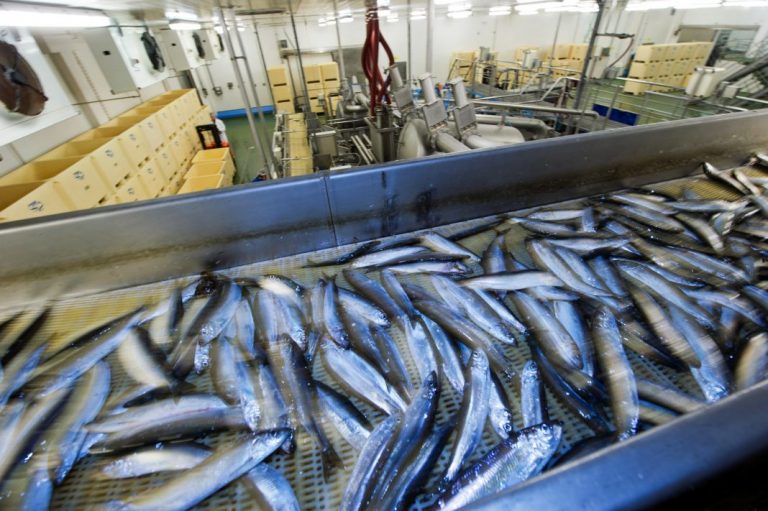 The global seafood supply is being contaminated by microplastics, but major news outlets are silent