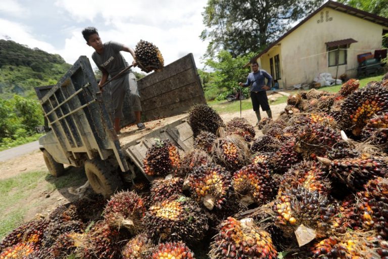 It’s time to rethink palm oil, says watchdog