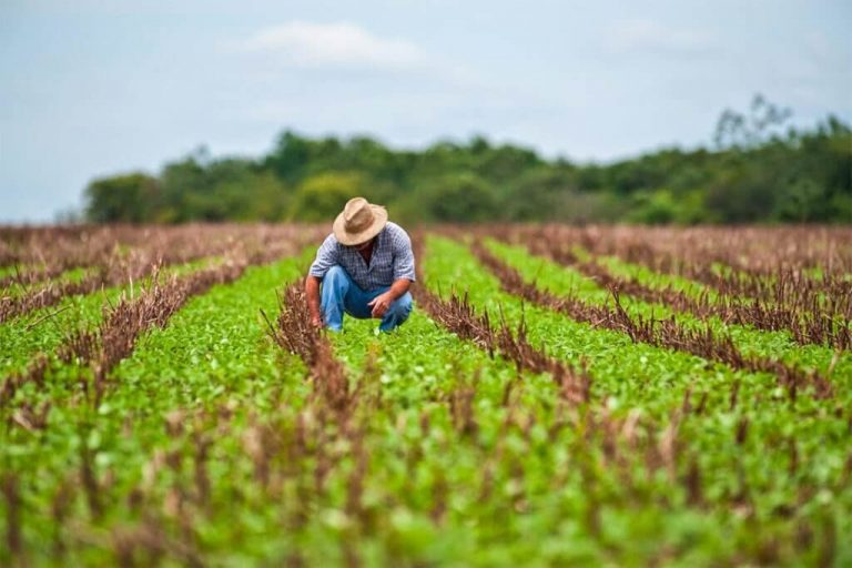Growing agricultural productivity in Brazil: Efficiency, innovation and sustainability
