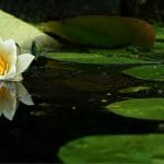 How Europe should avoid the fate of Ophelia How Europe should avoid the fate of Ophelia