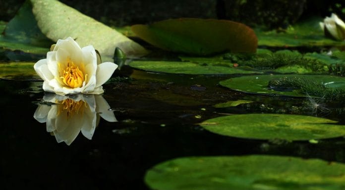 Ophelia